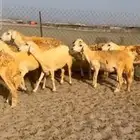غنم حريات رخال دفيع