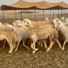 غنم حريات رخال