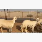 غنم حريات رخال دفيع مفاصيل