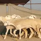 غنم حريات رخال جدعات