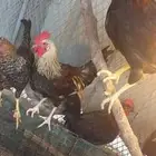 دجاج بلدي وتركي الموقع الداير