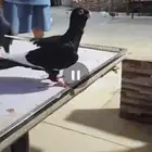 للبيع الموقع الرياض جوز مساويد سود على الاول