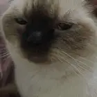 قطه لتبني