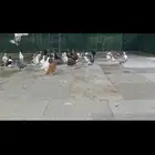 للبيع الموقع الرياض حمام شامي مشكلين طواير وفحوله تقريبا 60