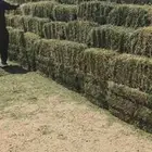 برسيم ساجر