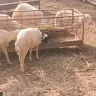 أضاحي