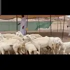 غنم حريات خلفات