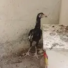 فروخين باكستاني و فروخ سندي بيور بيع مستعجل ب سعر رخيص