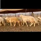غنم حريات صنف دفيع شرط