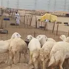 غنم حريات رخال جدعات