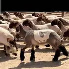 حلاق غنم مكينه