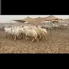 غنم حريات دفيع مفاصيل شرط