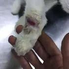 قط مشلوله يده للتبني