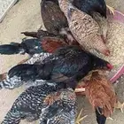 دجاج بلدي وتركي الموقع الداير