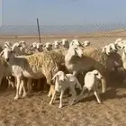 غنم حريات رخال صنف الصنف