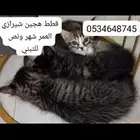 قطط تبني الموقع الداير