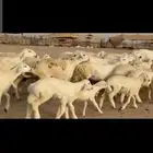 غنم حريات خلفات