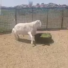 فحل حري كفو مرا