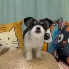 كلب مالتيز مكس للتبني