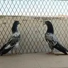 تيدي سخي