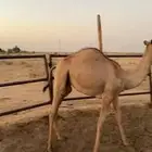 حاشي مفرود طيب مغلق وسعره مناسب للملاحم والمناسبات