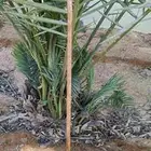 عصا عتم القريات