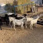 تيوس بلدي