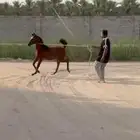 مهر واهو