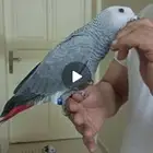طيور