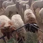 خرفان ورخال نعيمي بلدي شرط