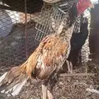 ديك سندي بيور مشجر الموقع محايل