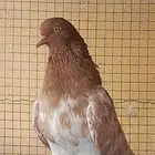 حماما باكستاني