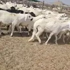 طليان سواكني دمازين