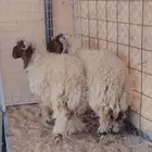 خرفان نعيمي الشحم وسط الصحة شرط