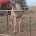 بكره كفو شقحى