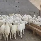 بهم حري