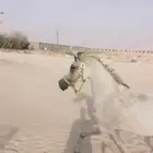 فرس شعبيه