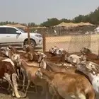 ضان سواكني