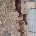 غنم دهم معزات العدد 80 وتبع 17 الباقي دفيع على شرط