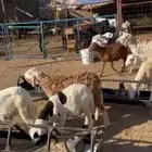 طليان سواكني