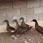 للبيع بط