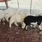 طليان حريه نظيفه ذبائح