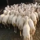 رخيل جداعات مشاء الله