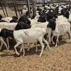 طليان برابر