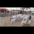 غنم معزات بيشيات اصل مولدات العدد عشرين وتبع عشرين