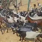 تيوس جيبوتي