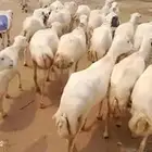السلام عليكم يوجد ضأن رفيديات جروم طيبه العدد 50دفيع