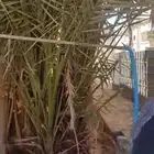 نخلتين مثمرات بلح اصفر حب جنبو