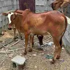 خبشة للبيع من نوع اصايل الحد 5000