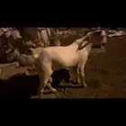 تيس للبيع...